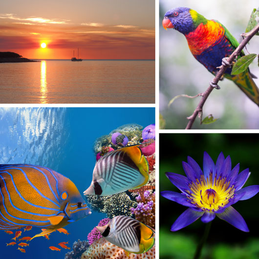 Why ‘Signature Colours’ matter Why ‘Signature Colours’ matter